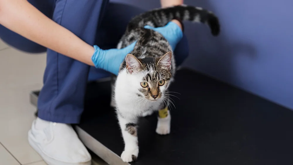 A calico cat getting weighed while at the vet
