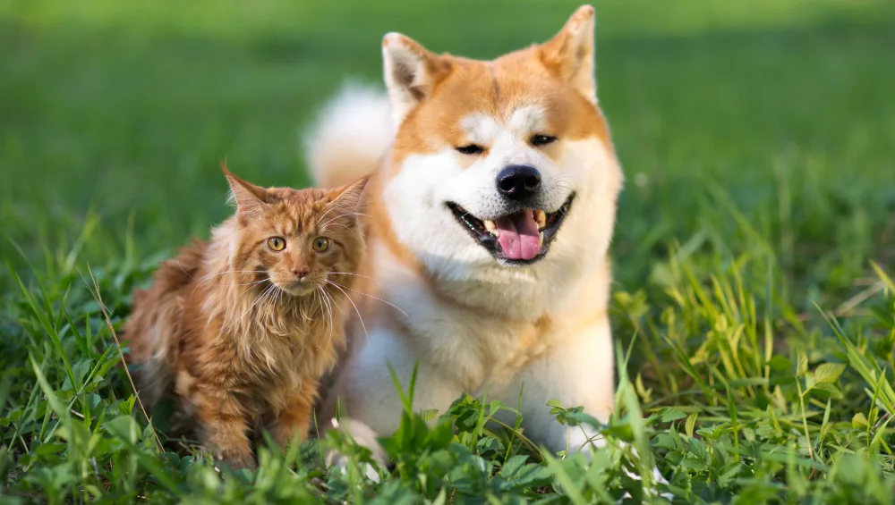 A fluffy ginger cat sits next to a happy Akita Inu dog in the grass.