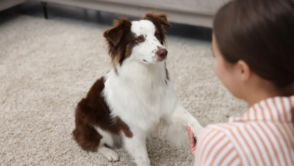 A brown and white dog sits on a carpet, offering its paw to a person.