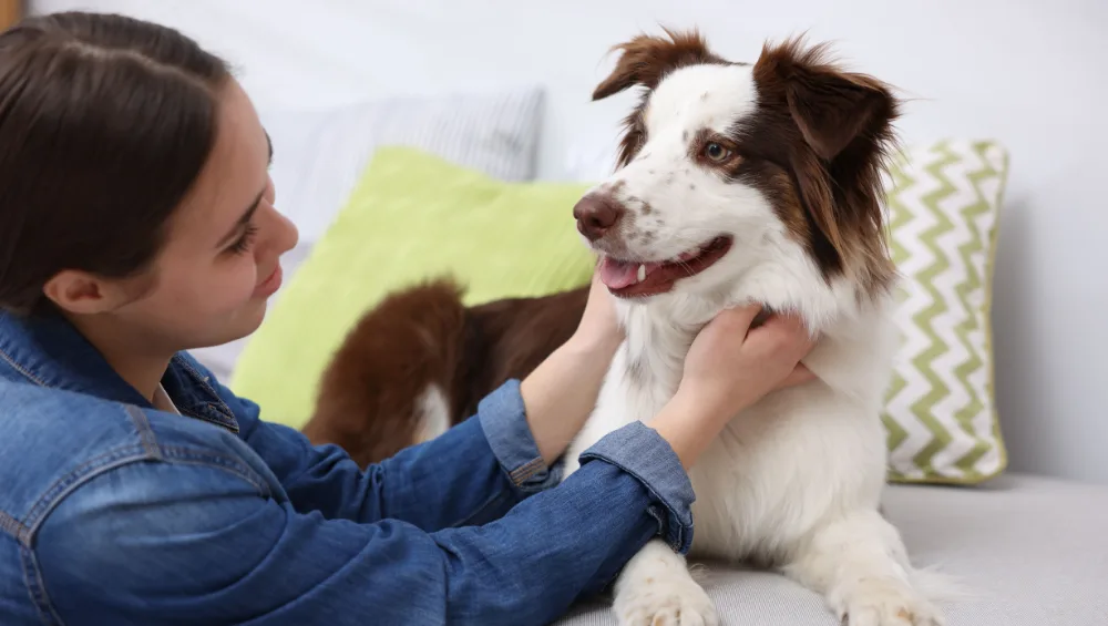 A person in a denim jacket pets a brown and white dog lying on a couch with decorative pillows.