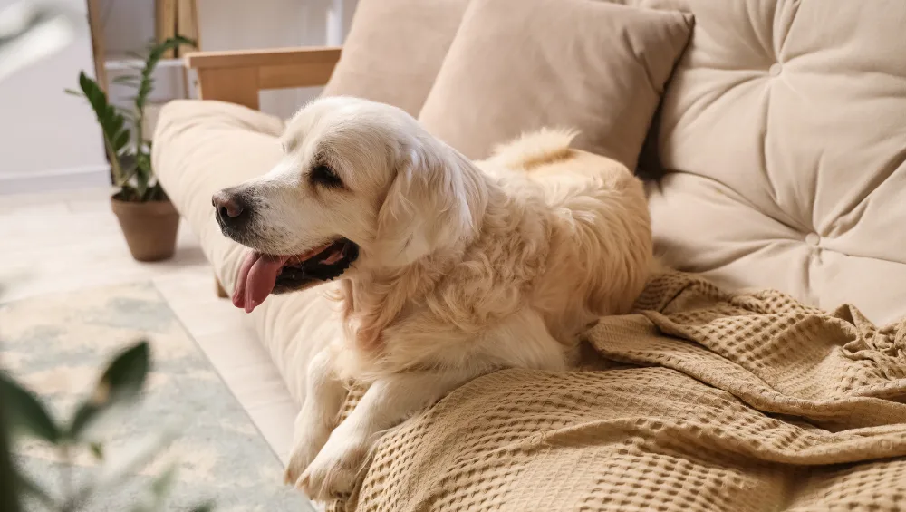 A golden retriever dog rests on a tan couch with its tongue hanging out.