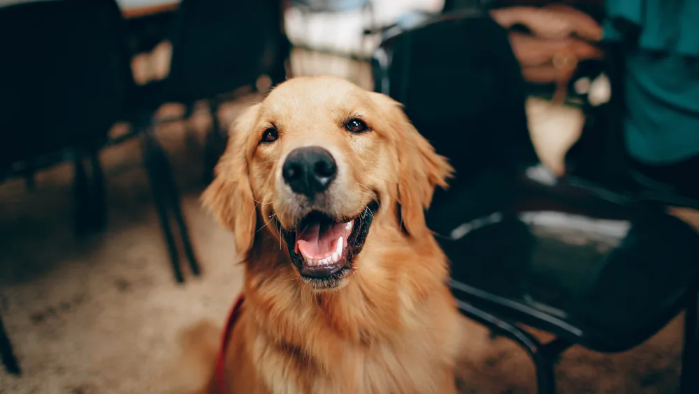A close-up of a happy golden retriever with its mouth open and tongue visible, sitting indoors near dark chairs.