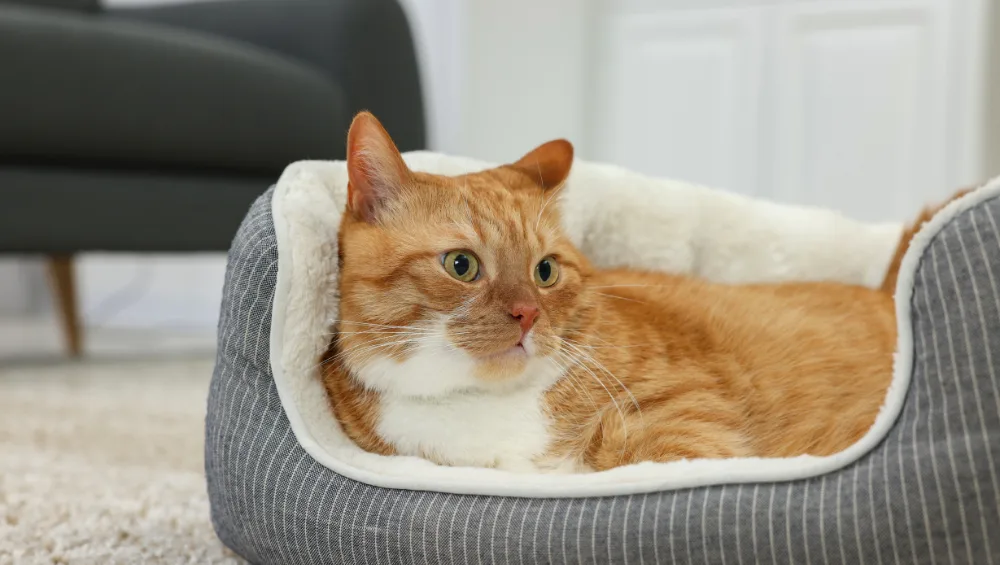 An orange tabby cat with white markings rests in a plush, gray and white striped cat bed on a soft carpet.