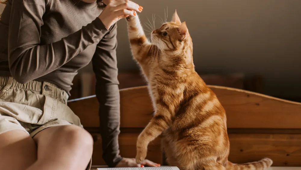 An orange tabby cat gives a high-five to a person sitting on a bed.