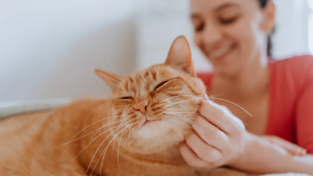 A person petting an orange tabby cat, which is lying down with its eyes closed.