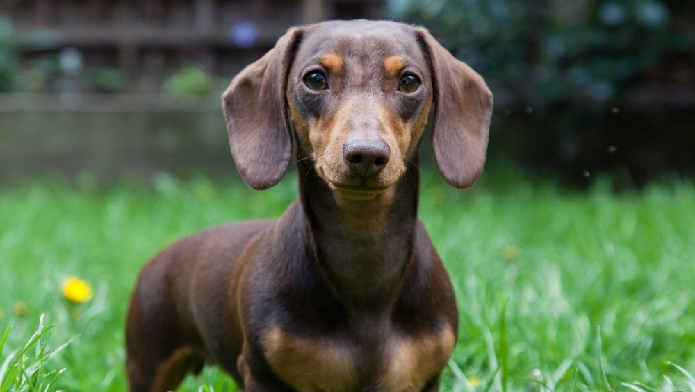 A brown dachshund sitting in green grass