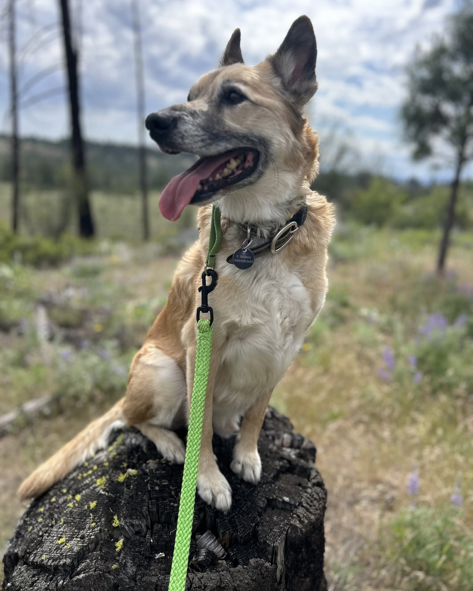 Alert German Shepherd mix sits on a mossy rock outdoors, wearing a collar and bright green leash, tongue out in a sunny wildflower meadow.