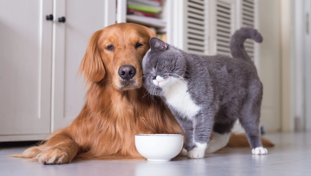 Golden retriever and gray-and-white cat cuddle beside a white bowl indoors, creating a warm, playful scene of gentle companionship.