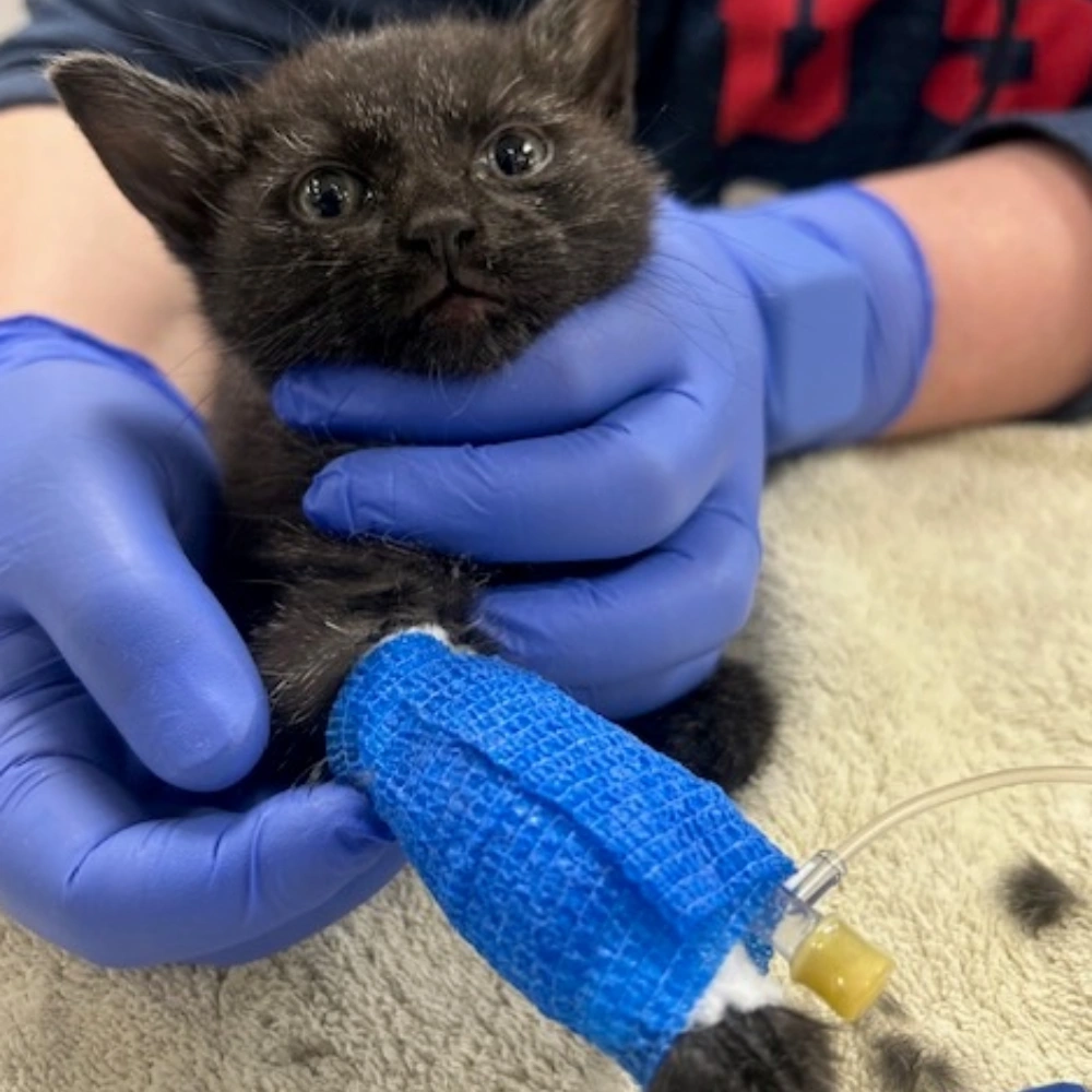 A tiny black kitten is gently held by gloved hands during veterinary care, with a blue bandage and catheter on its front leg; concerned gaze.