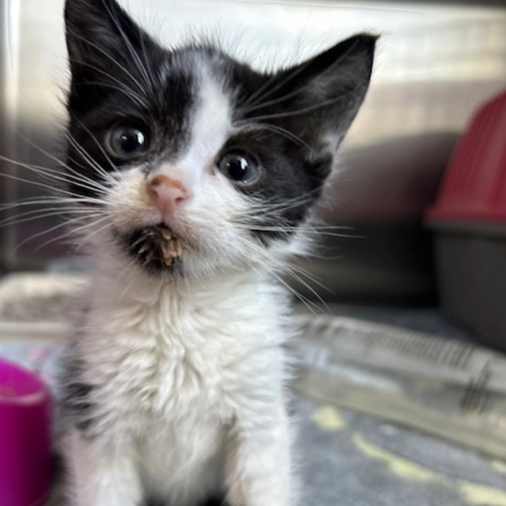 Black-and-white kitten with wide eyes, fluffy fur, and a messy muzzle sits indoors, gazing curiously at the camera in a tender scene.