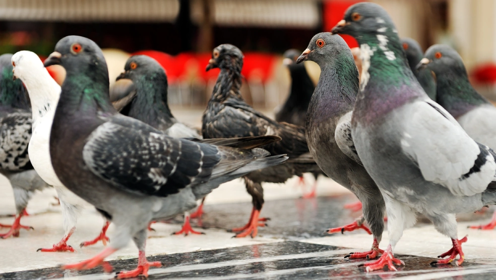 A flock of pigeons, including gray, white, and speckled birds, gathers on a wet city pavement, creating a lively urban scene.