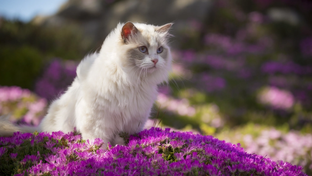 Fluffy white cat with blue eyes sits calmly among vibrant purple flowers in a sunlit garden, creating a peaceful, dreamy scene.